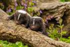 Minnesota-Pine County Striped skunk kits on log Art Print